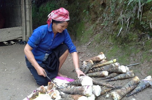 Lào Cai: Nét mới trong nghề trồng măng của bà con Văn Bàn
